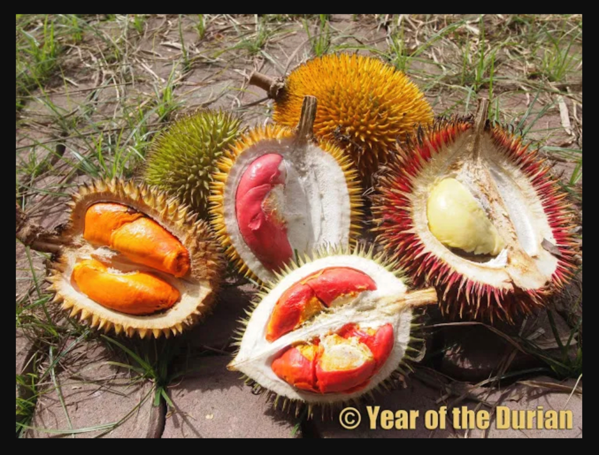 Year of the durian