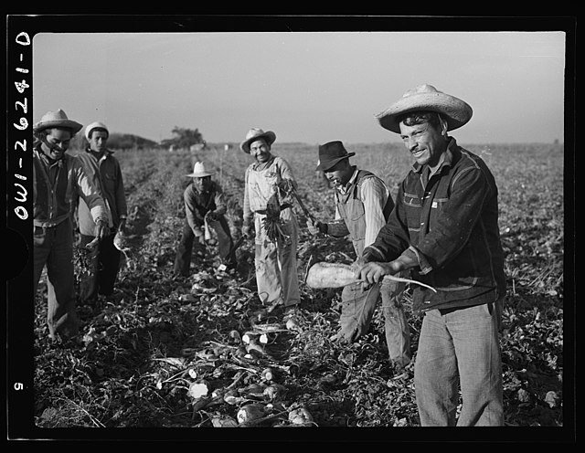 Mexican agricultural laborer topping sugar beets8d29109v